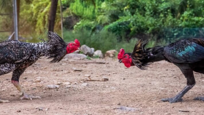 Những kỹ thuật chăm sóc gà đá độ chuyên nghiệp