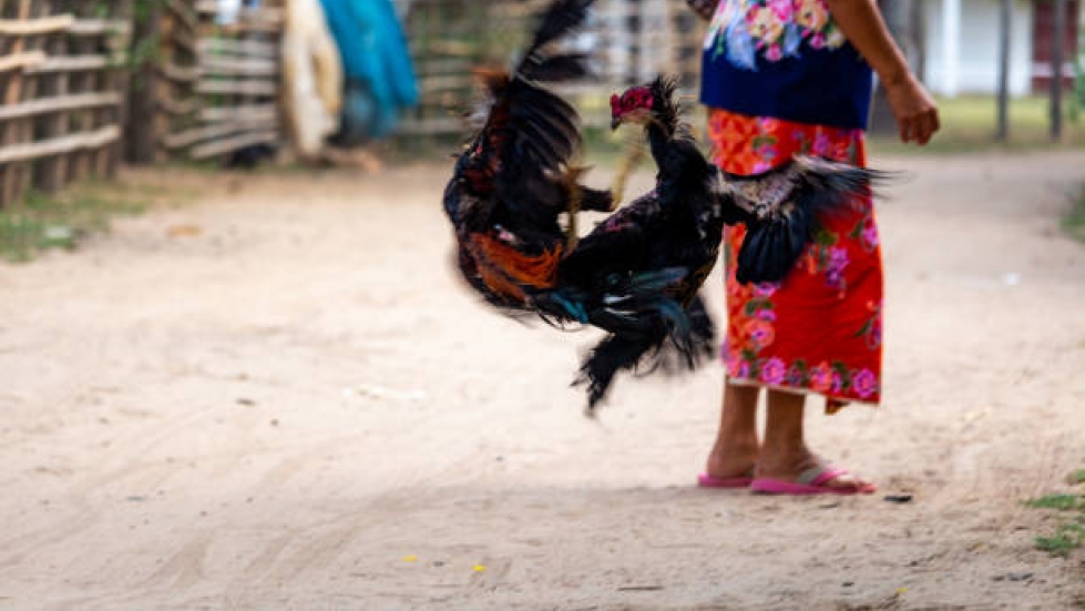 Cách Tăng Lực Đá Cho Gà